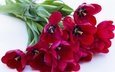 цветы, лепестки, красные, букет, тюльпаны