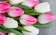 цветы, букет, тюльпаны, розовые, белые, белая, тульпаны,  цветы, весенние, пинк