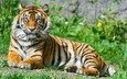 тигр, трава, природа, животные, большая кошка, тигр.животные