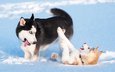 снег, зима, игра, хаски, щенки, собаки, сибирский хаски