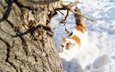 снег, дерево, зима, кошка, взгляд