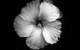 цветок, лепестки, чёрно-белое, jeremy bishop