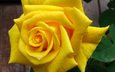 природа, желтый, цветок, роза, lisa yount
