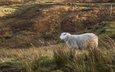 трава, поле, животное, овца, milada vigerova