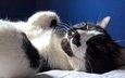 кот, усы, кошка, сон, черно-белая, кот.черно-белый, лежит.отдых