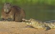 крокодил, животно е, copybara, капибара, capybara