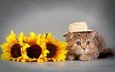 глаза, цветы, кот, кошка, взгляд, подсолнух, шляпка
