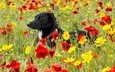 цветы, поле, собака, маки, мак