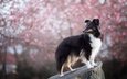 цветение, взгляд, собака, весна, друг, шелти, шетландская овчарка