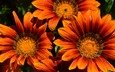 цветы, макро, лето, лепестки, оранжевые, pixelanarchy