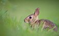 трава, животные, поле, пушистый, кролик, мех, заяц, боке, милый, ray hennessy