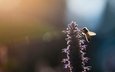свет, насекомое, цветок, размытость, пчела, ray hennessy