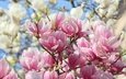 цветы, природа, весна, розовые, белые, магнолия