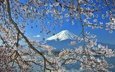 цветение, гора, япония, весна, фудзияма