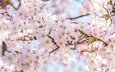 дерево, цветение, весна, сакура
