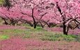 цветение, япония, сад, весна, персик