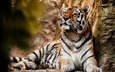тигр, хищник, большая кошка, животное