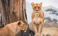 природа, животные, львы, лев, большие кошки