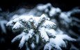 снег, природа, дерево, хвоя, зима, макро, снежинки, мороз, холод, ель, сосна