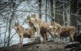 природа, животные, хищник, волки, волк