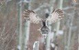 сова, снег, природа, зима, полет, крылья, птица, бородатая неясыть, неясыть