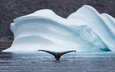 природа, море, животные, айсберг, хвост, кит, арктика