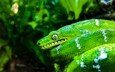 змея, зеленая, сан-франциско, рептилия, пресмыкающееся