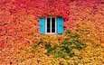 природа, цвета, листья, листва, осень, дом, окно