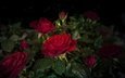 цветы, бутоны, листья, капли, розы, черный фон, красные розы