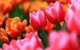 цветы, бутоны, макро, размытость, весна, тюльпаны
