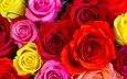 цветы, бутоны, розы, разноцветные, красные, розовые, много, желтые, крупным планом
