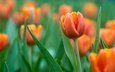 цветы, бутоны, капли, весна, тюльпаны, оранжевые