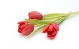 цветы, красные, букет, тюльпаны, белый фон