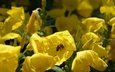 цветы, насекомое, лето, тюльпан, пчела, опыление