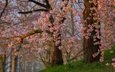 деревья, цветение, ветки, весна, сакура