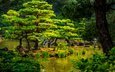 деревья, камни, зелень, кусты, япония, сад, киото, пруд, камыши