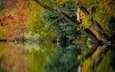 деревья, река, природа, листья, отражение, осень