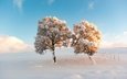 небо, деревья, снег, зима, утро, мороз