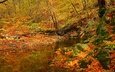 лес, ручей, листва, осень, поток, листопад