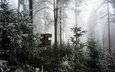 деревья, лес, зима, туман, вышка