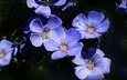 цветы, макро, лепестки, лен, голубые цветы