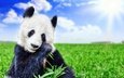 небо, трава, облака, солнце, зелень, поле, панда, медведь, животное, боке, бамбуковый медведь, большая панда