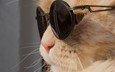 животные, кот, усы, кошка, очки, профиль, юмор, солнечные очки