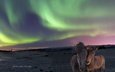 природа, северное сияние, лошади, исландские лошади
