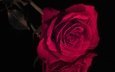 отражение, цветок, роза, красная, бутон, черный фон