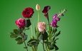 цветы, роза, лепестки, букет, тюльпан, стебель, гербера