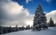 небо, облака, деревья, снег, природа, зима