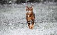 снег, зима, кот, кошка, прогулка