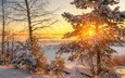 деревья, солнце, снег, зима, пейзаж, мороз