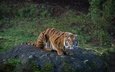 тигр, природа, смотрит, взгляд, хищник, сидит, полосатый, растительность, бугор